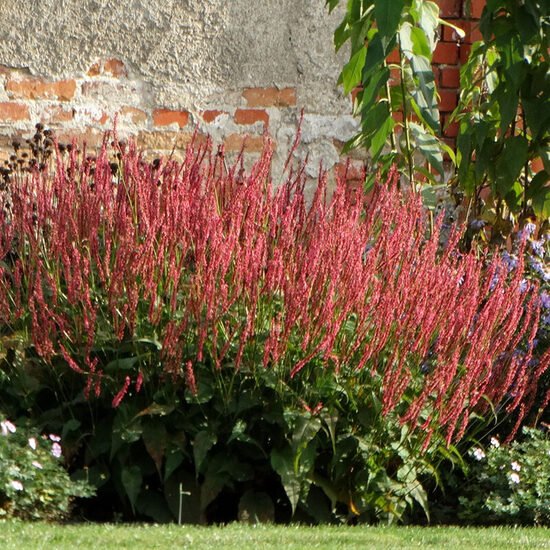 Persicaria JS® Seven Oaks Village 4 stādi